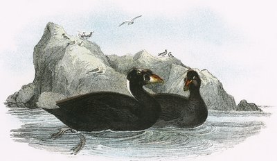 Surf Scoter by English School